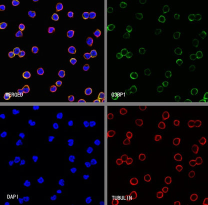G3BP1 Rabbit Polyclonal Antibody
