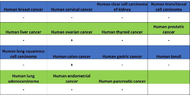 Phospho-gamma H2A.X (Ser139) Recombinant Rabbit mAb (S-981-56)