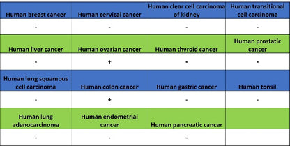 Phospho-gamma H2A.X (Ser139) Recombinant Rabbit mAb (S-981-56)