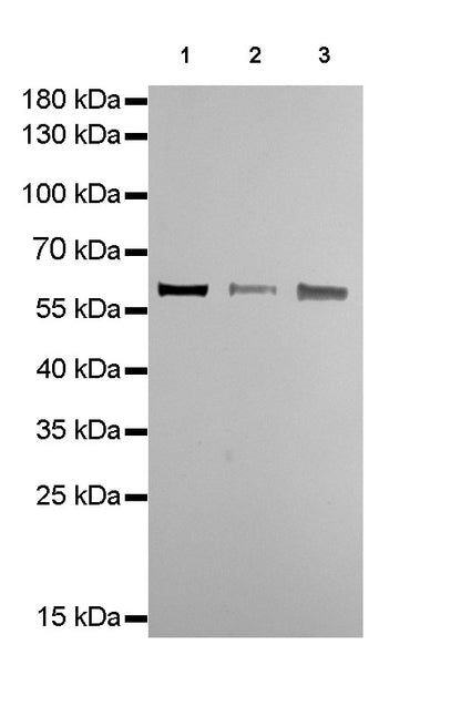 HSP60 Recombinant Rabbit mAb(SDT-R012)