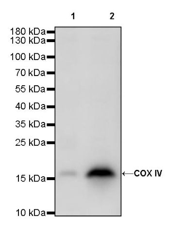 COX IV Rabbit polyclonal antibody
