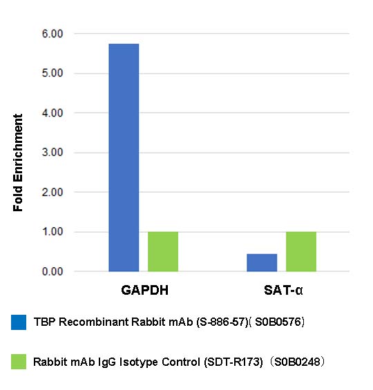 TBP Recombinant Rabbit mAb (S-886-57)