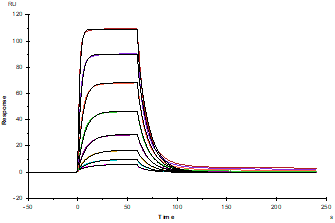 MICB His Tag Protein, Human