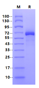 E2/Envelope2 GST&His Tag Protein, Chikungunya virus CHIKV