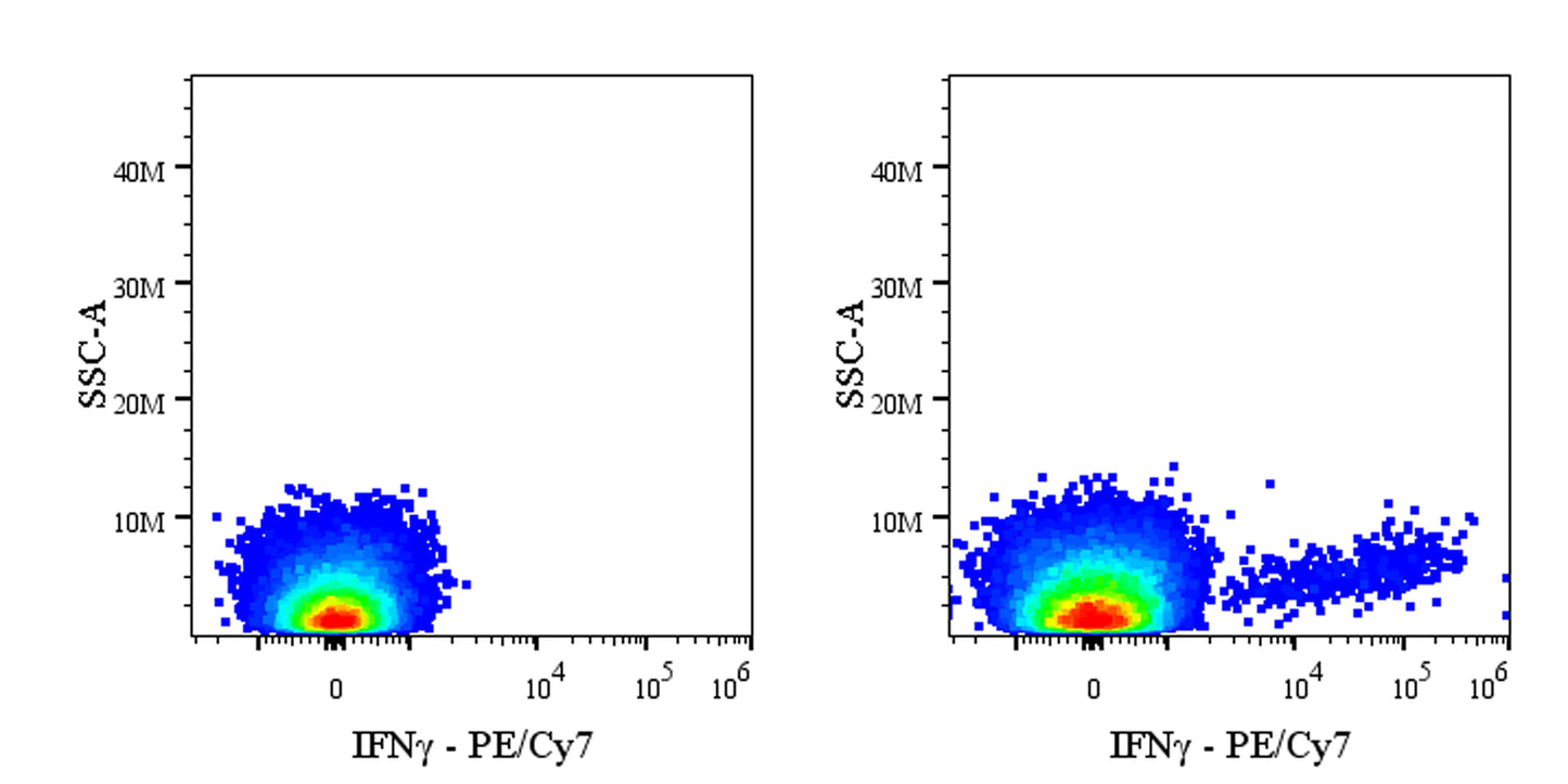 PE-Cy7 Rat Anti-Mouse IFNγ Antibody (XMG1.2)