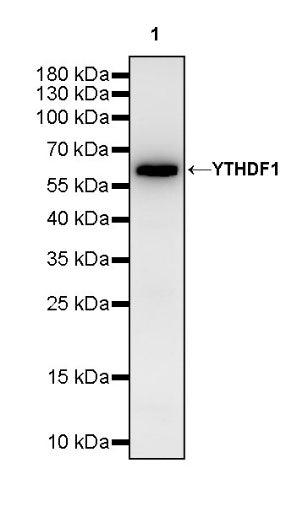 YTHDF1 Recombinant Rabbit mAb (S-3433-13)