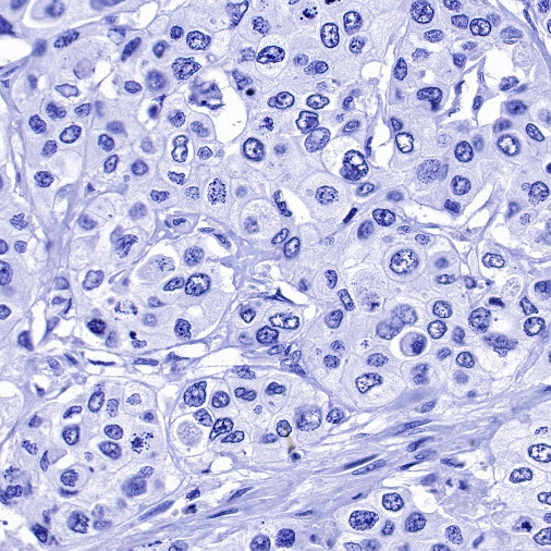 NeuN Recombinant Rabbit mAb (S-392-1)