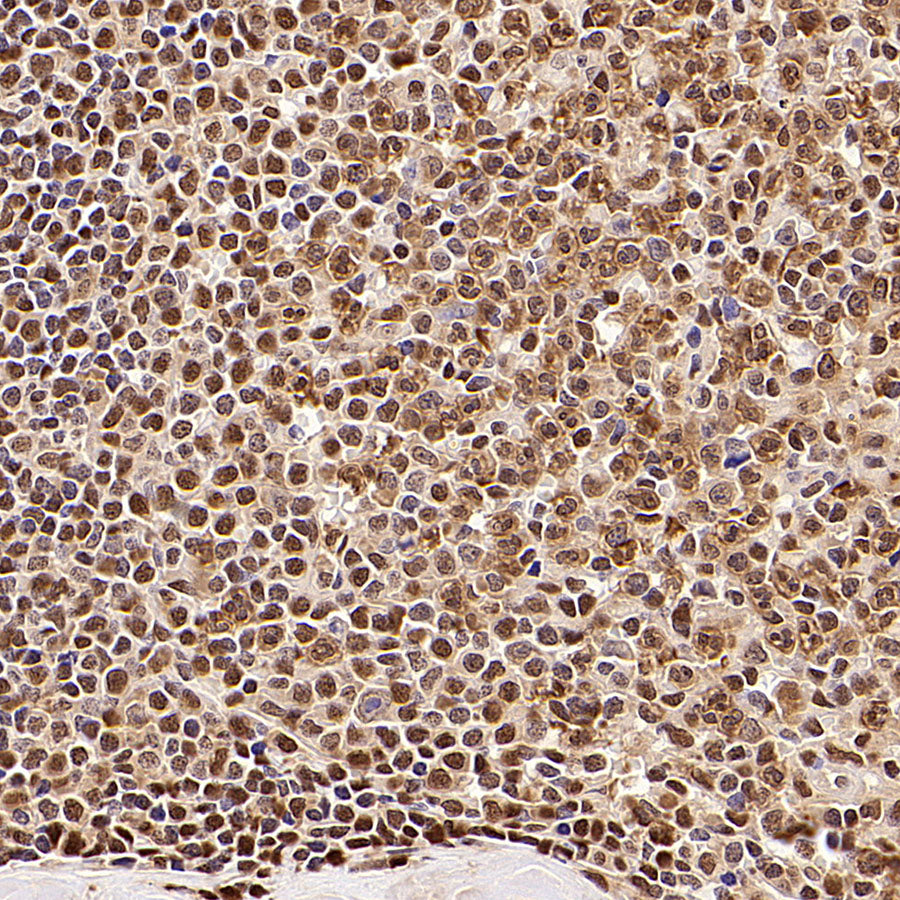 S-RMab® GAPDH Recombinant Rabbit mAb (S-240-147)