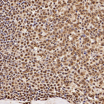 S-RMab® GAPDH Recombinant Rabbit mAb (S-240-147)