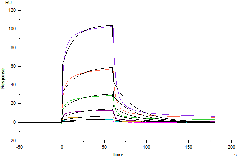 EGFR His Tag Protein, Rhesus macaque