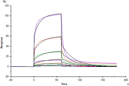 EGFR His Tag Protein, Rhesus macaque