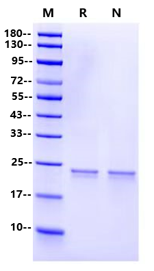 HRV 3C Protease