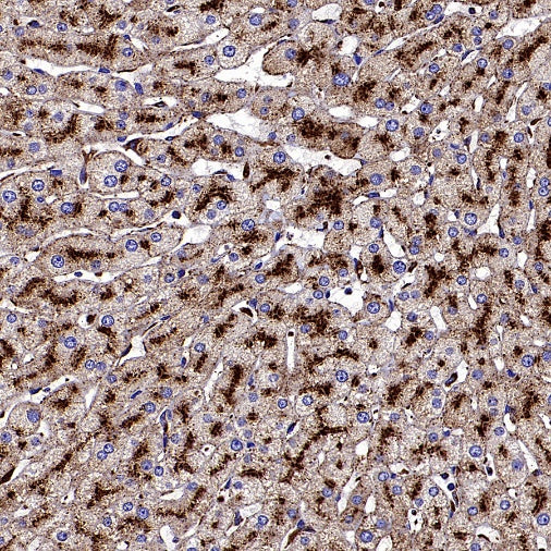 CD107b/LAMP2 Recombinant Mouse mAb (H4B4)