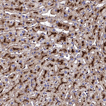 CD107b/LAMP2 Recombinant Mouse mAb (H4B4)
