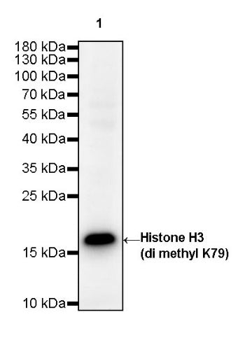 Histone H3 (di methyl K79) Rabbit polyclonal antibody