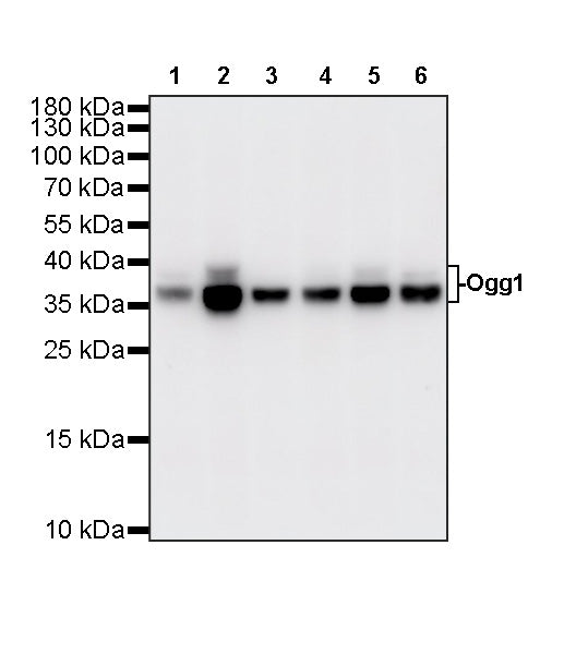 Ogg1 Recombinant Rabbit mAb (S-6056)
