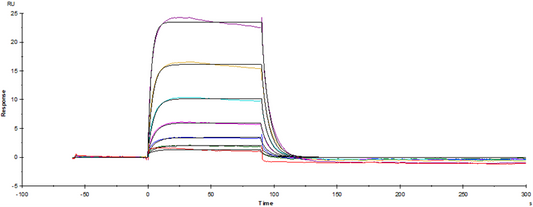 Fc γ RI/CD64 His Tag Protein, Mouse