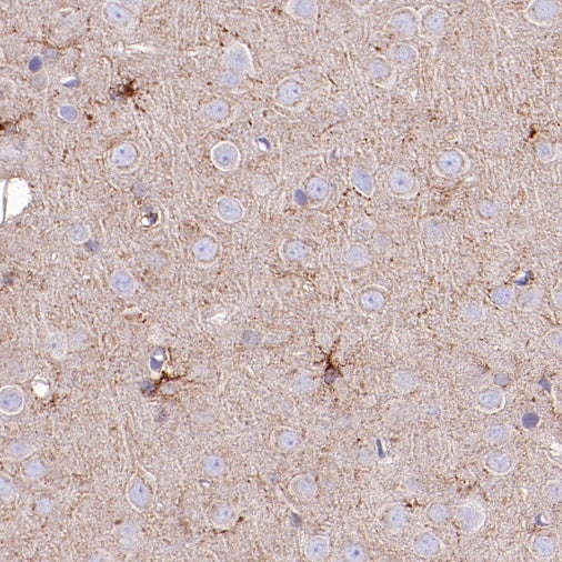 LRP1 Rabbit Polyclonal Antibody