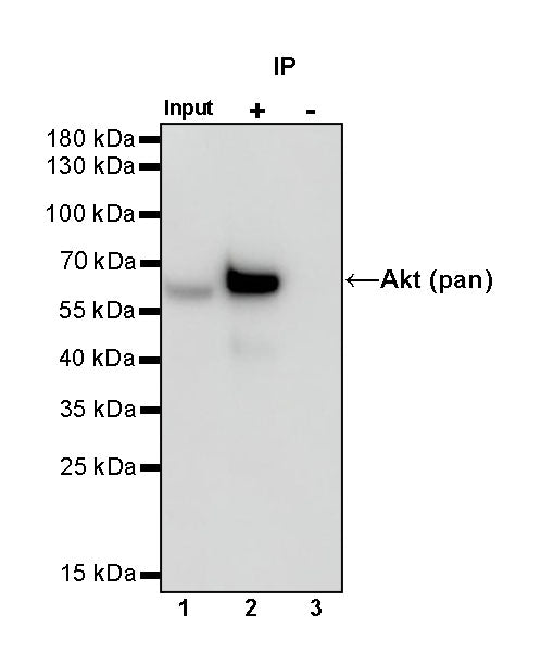 Akt (pan) Recombinant Rabbit mAb (S-652-20)