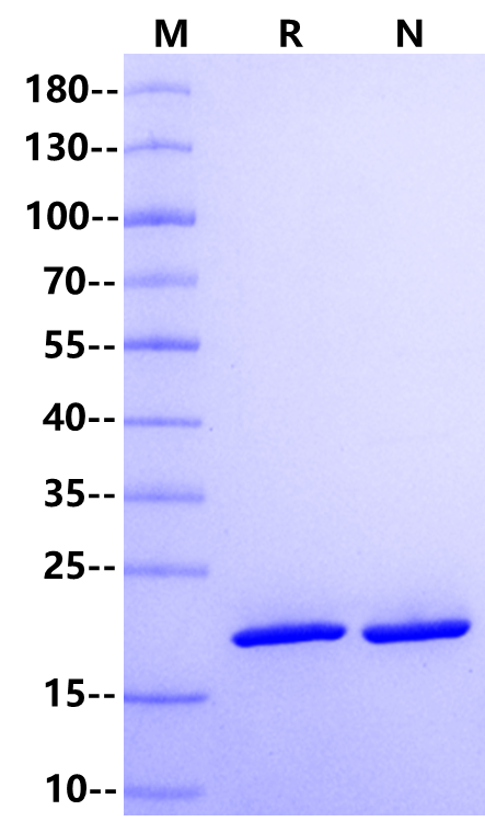 FGF-10 Protein, Human