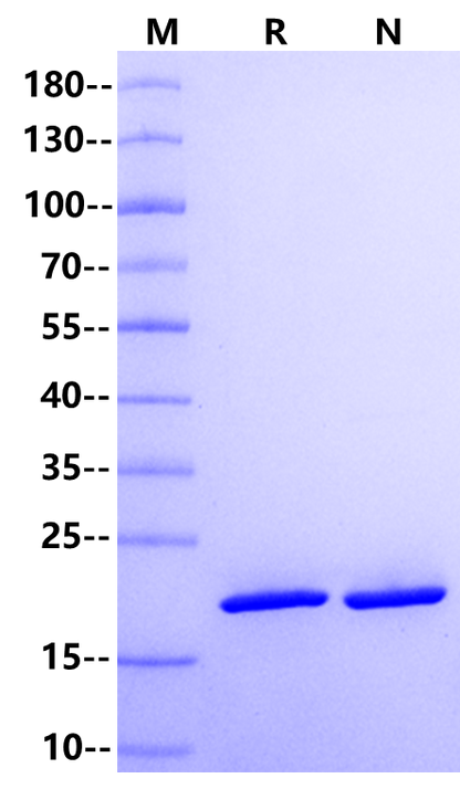 FGF-10 Protein, Human