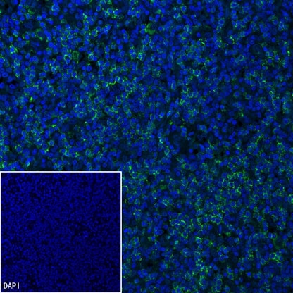 CD8α Mouse mAb (Alexa Fluor® 488 Conjugate) (SDT-1036-34)