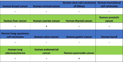 FMRP Recombinant Rabbit mAb (S-1671-1)