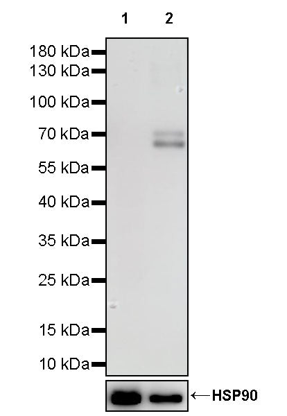 STK39 Recombinant Rabbit mAb (S-3630-15)