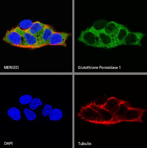 Glutathione Peroxidase 1 Recombinant Rabbit mAb (S-1714-17)