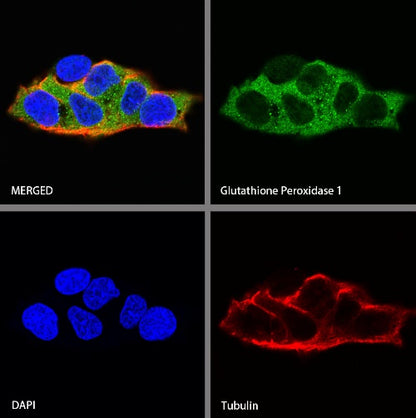 Glutathione Peroxidase 1 Recombinant Rabbit mAb (S-1714-17)