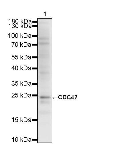 CDC42 Recombinant Rabbit mAb (S-6126)