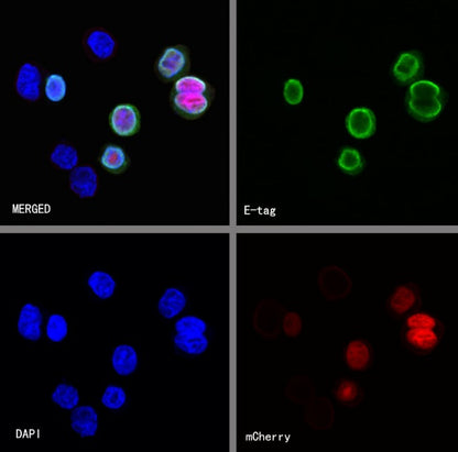 E tag Recombinant Rabbit mAb (S-911-14)