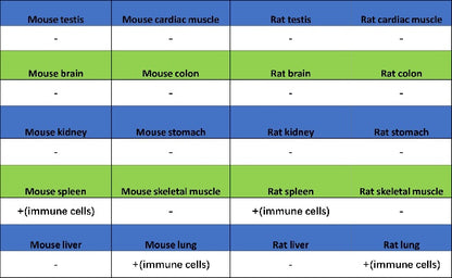Olfm4 Recombinant Rabbit mAb (S-2748-67)