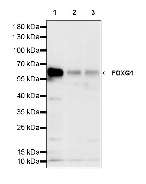FOXG1 Recombinant Rabbit mAb (S-5244)