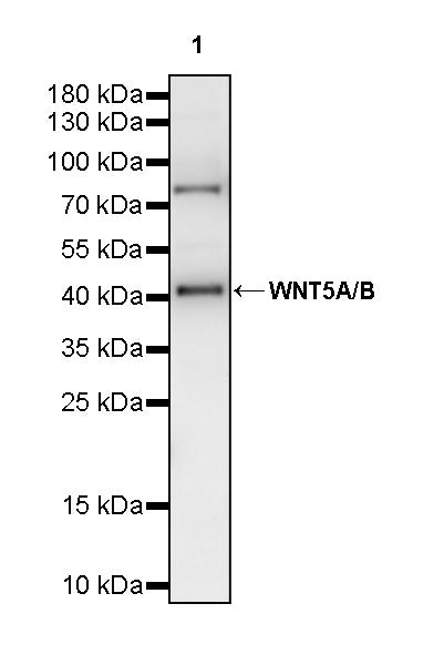 WNT5A/B Recombinant Rabbit mAb
