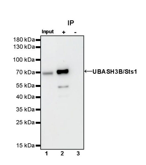 UBASH3B/Sts1 Recombinant Rabbit mAb (S-1307-5)