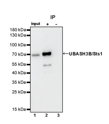 UBASH3B/Sts1 Recombinant Rabbit mAb (S-1307-5)