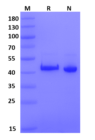 ER alpha(LBD) His&Sumo Tag Protein, Human