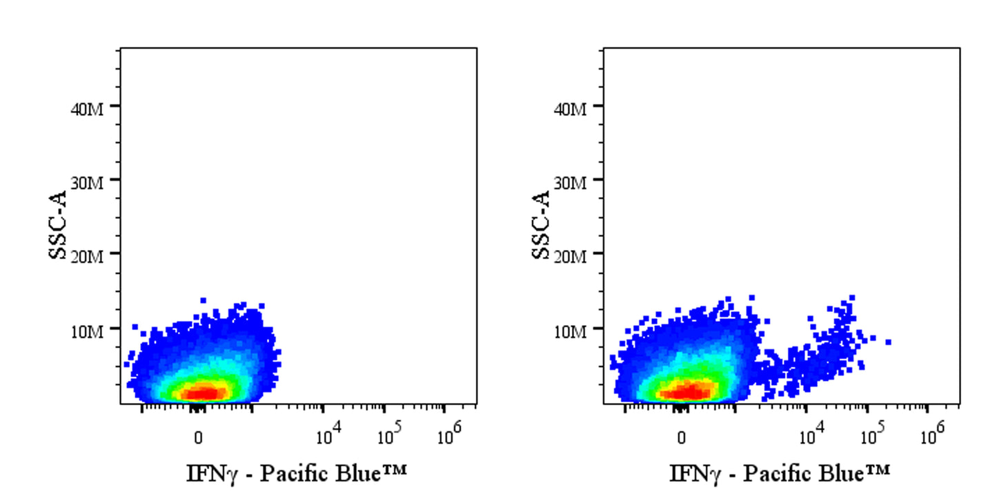Pacific Blue Rat Anti-Mouse IFNγ Antibody (XMG1.2)