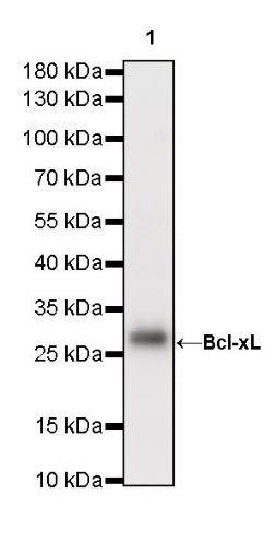 Bcl-xL Recombinant Rabbit mAb (S-487-28)
