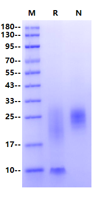TSLP His Tag Protein, Human