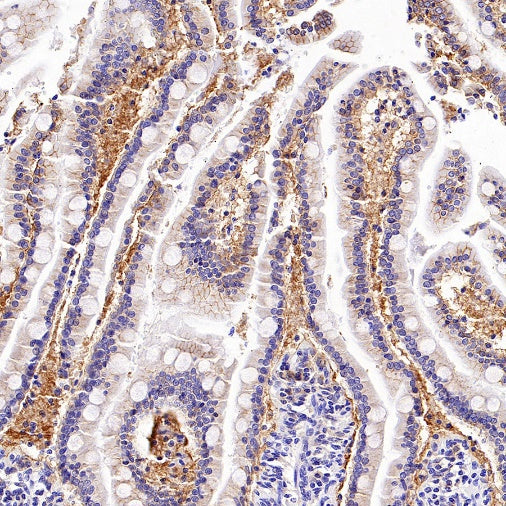 SLC30A1/ZnT1 Rabbit Polyclonal Antibody