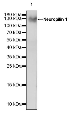 Neuropilin 1 Recombinant Rabbit mAb (S-1453-6)