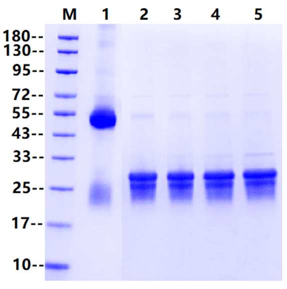 IdeS Protease (Tag Free)