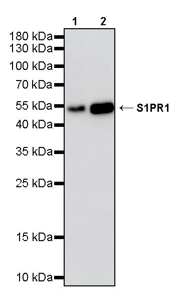 S1PR1 Recombinant Rabbit mAb (S-4464-22)