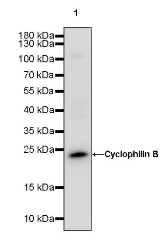 Cyclophilin B Recombinant Rabbit mAb (S-1543-63)