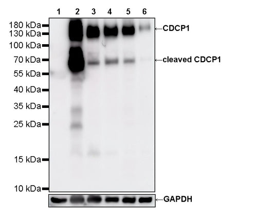 CDCP1 Recombinant Rabbit mAb (S-3437-336)