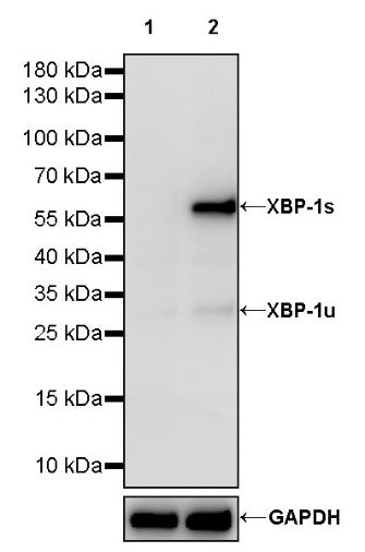 XBP-1s Recombinant Rabbit mAb (S-2341-53)