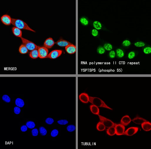 RNA polymerase II CTD repeat YSPTSPS (phospho S5) Recombinant Mouse mAb (S-3420)
