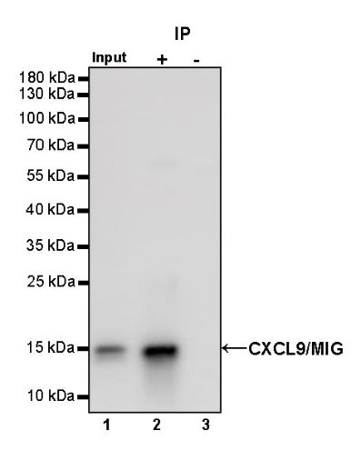 CXCL9/MIG Recombinant Rabbit mAb (S-1314-35)